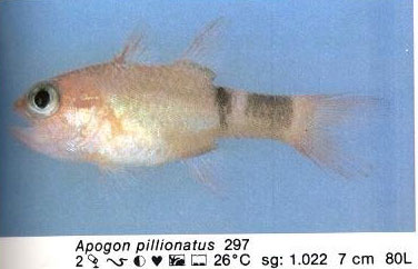 Apogon pillionatus